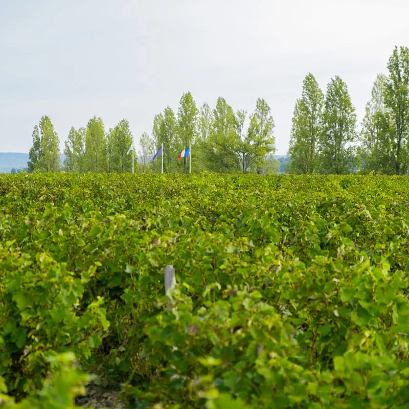 educavert-lycee-professionnel-agricole-amboise-viticulture-oenologie-domaine-viticole